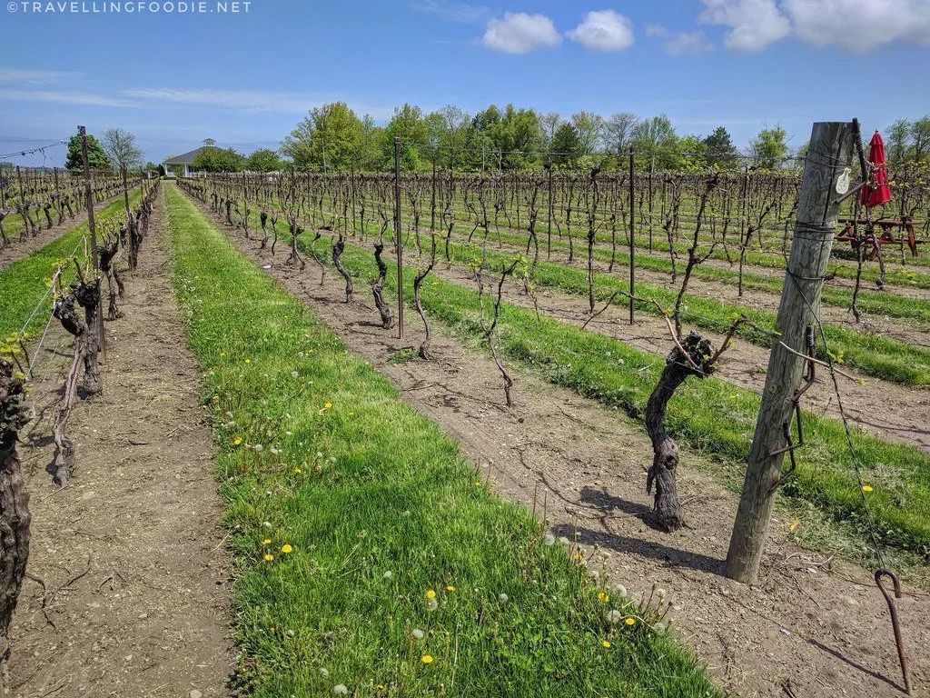 Inniskillin Vineyards in Niagara-on-the-Lake, Ontario Wine Country