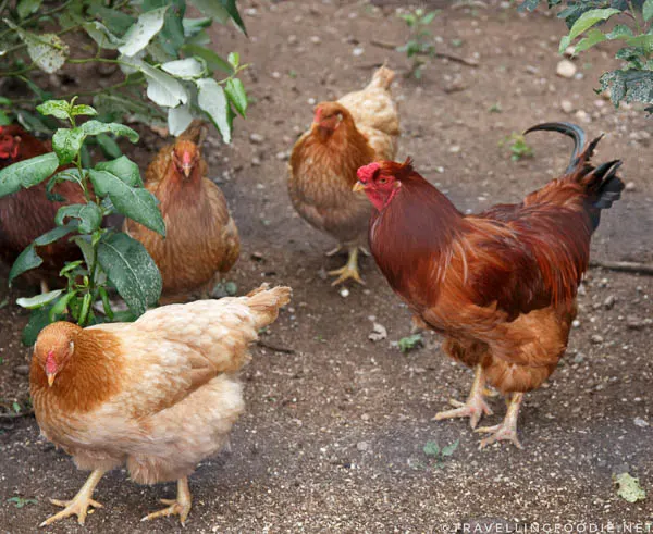 Group of Heritage Chantecler Chicken at Abbey Gardens, Haliburton, Ontario