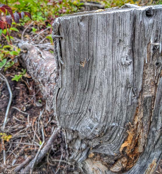 Tree stump with bullet holes from shots I made