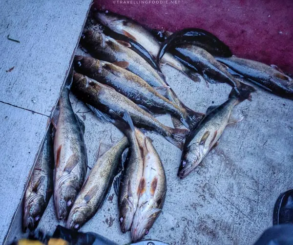 14 walleyes were caught at Ivanhoe Lake in Sudbury, Ontario
