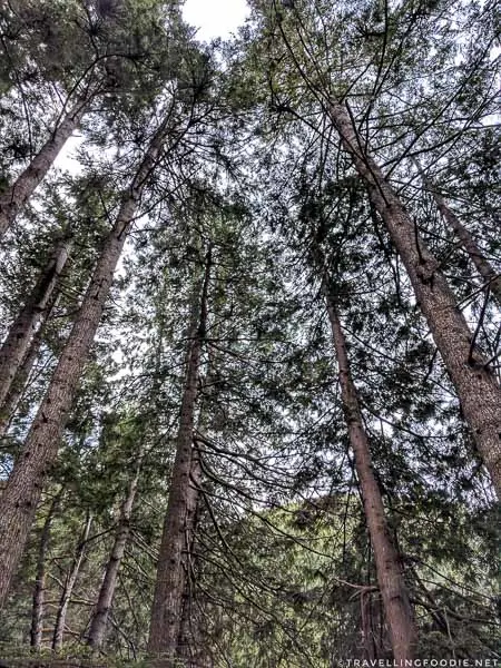 Tall Trees at St. John's Point in Comox Valley, British Columbia