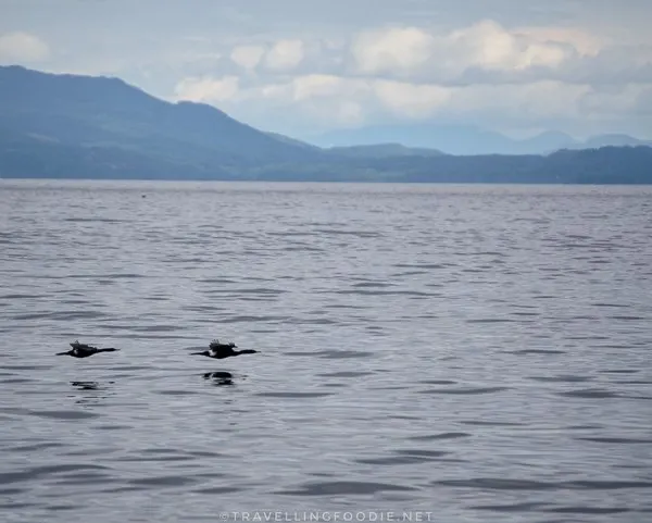 Seals on Mitlenatch Island in Comox Valley, British Columbia