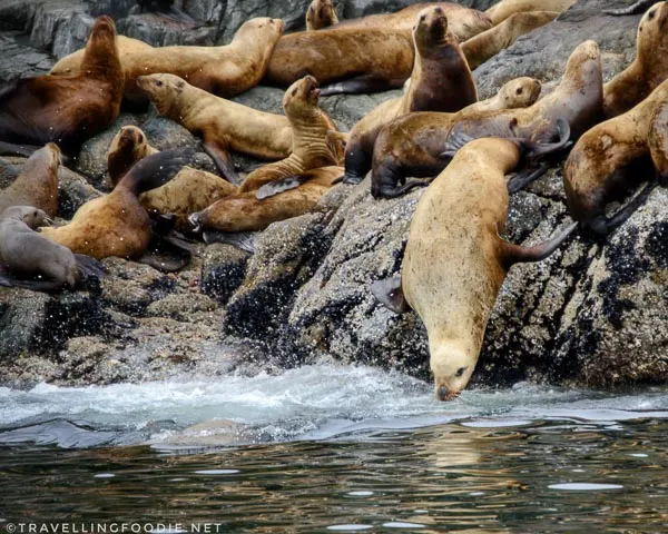 Sea Lion jumping on Mitlenatch Island in Comox Valley, British Columbia