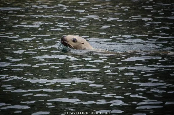 Sea Lion swimming on Mitlenatch Island in Comox Valley, British Columbia