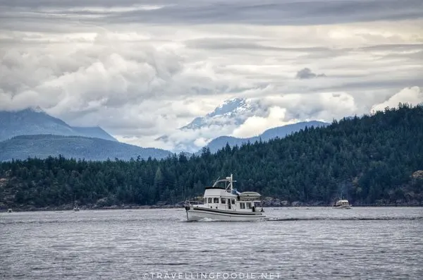 Big Animal Encounters with Pacific Pro Dive in Comox Valley, British Columbia