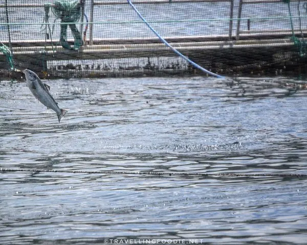 Salmon Jumping at Hardwicke Island Salmon Farm in Comox Valley, British Columbia