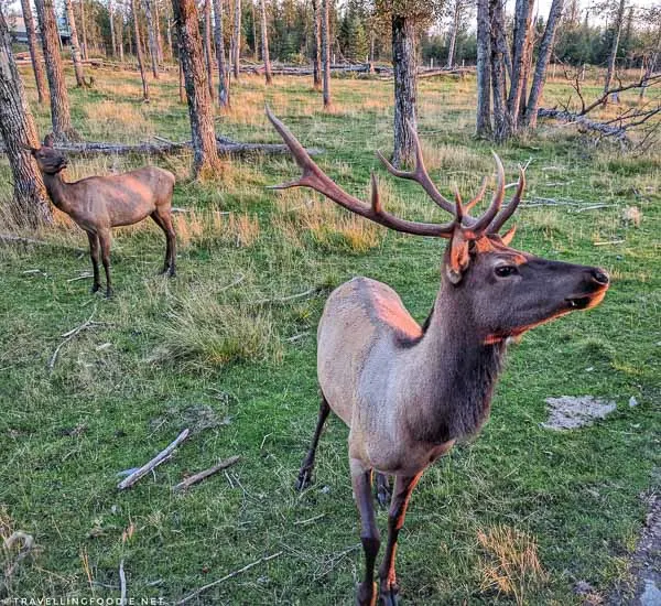 Two elks during wilderness tour at Cedar Meadows in Timmins, Ontario