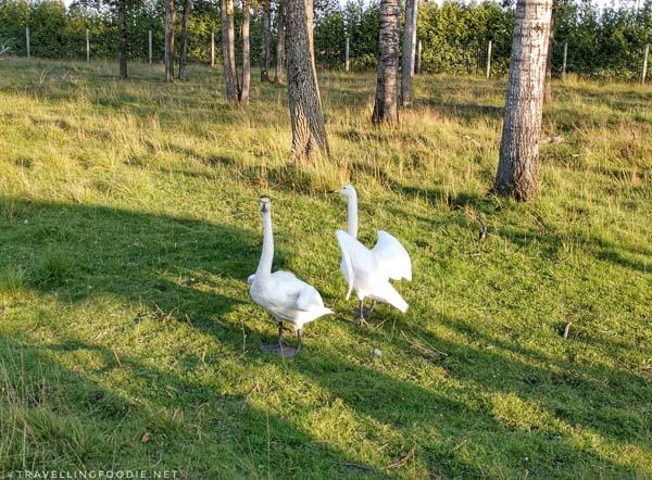 Swans during Wilderness Tour at Cedar Meadows in Timmins, Ontario