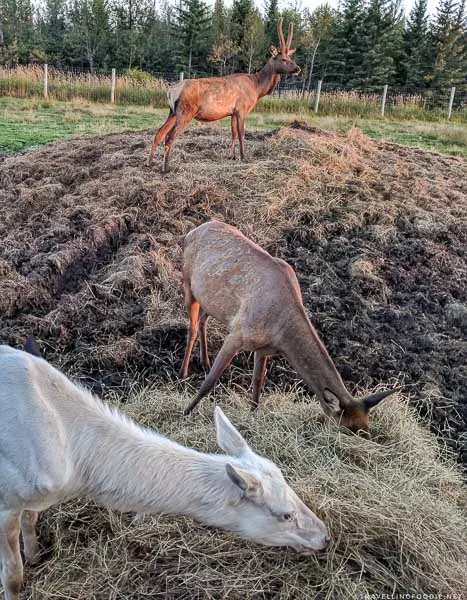 One elk on top of the hay, and an elk and cow eating hay
