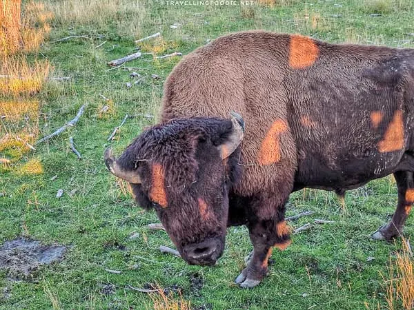 Bison at Cedar Meadows in Timmins, Ontario