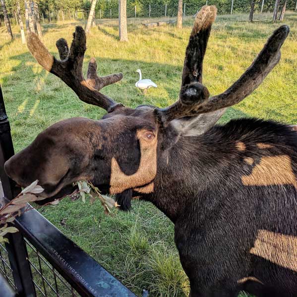 Moose eating during Wilderness Tour at Cedar Meadows in Timmins, Ontario