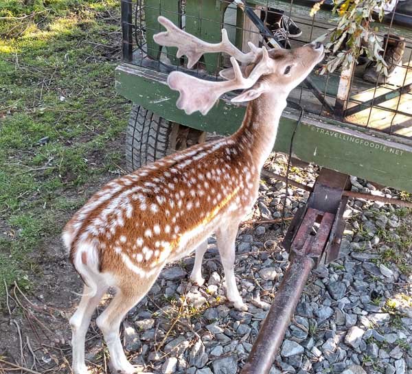 Deer during Wilderness Tour at Cedar Meadows in Timmins, Ontario