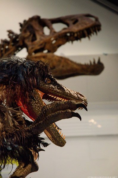Tyrannosaur replica and fossil at Discovery Centre in Halifax, Nova Scotia