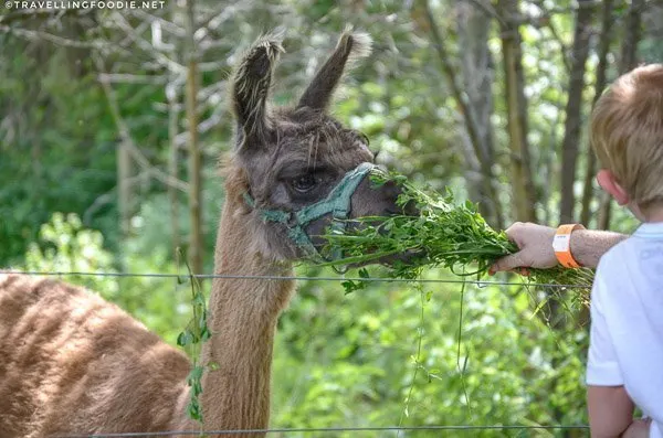 Feed the alpacas at Leaping Deer Adventure Farm in Ingersoll, Oxford County, Ontario