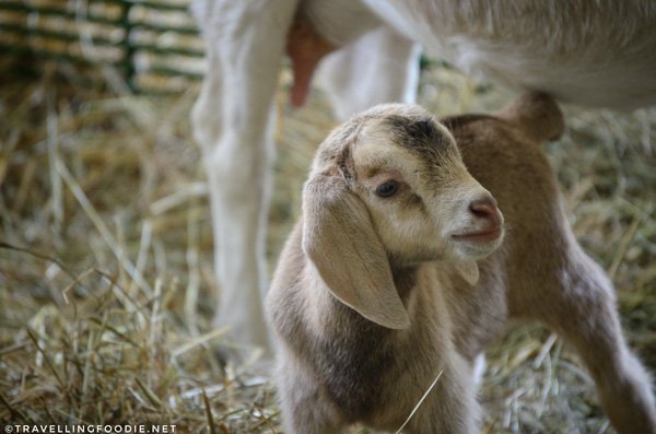 Baby goat at Leaping Deer Adventure Farm in Ingersoll, Oxford County, Ontario