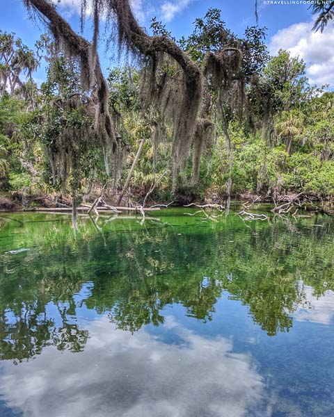 Blue Spring Run in Blue Spring State Park in West Volusia County, Florida