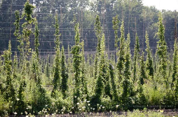 Hop farm at Charlotteville Brewing Company in Simcoe, Norfolk County, Ontario