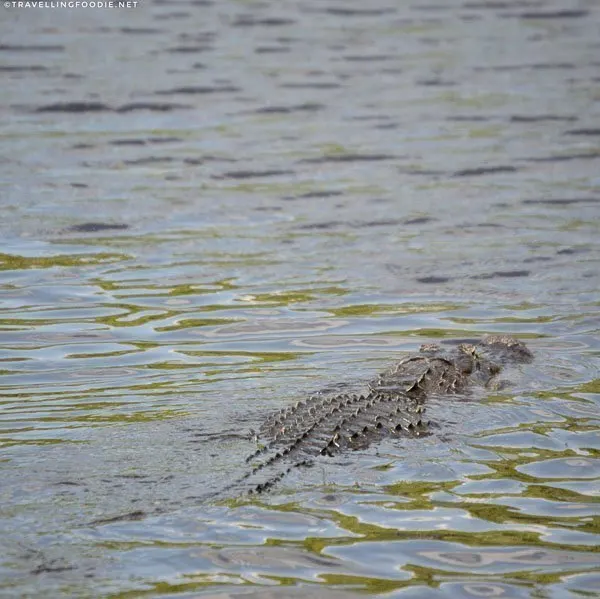 Florida alligator in Lake Woodruff in West Volusia County, Florida