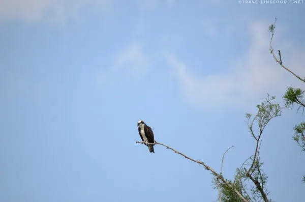 Osprey during Fountain of Youth Eco/History Tours at Ponce de Leon Springs State Park
