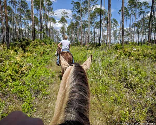 Horseback riding along Lake George State Forest at Deep Creek Stables in West Volusia County, Florida