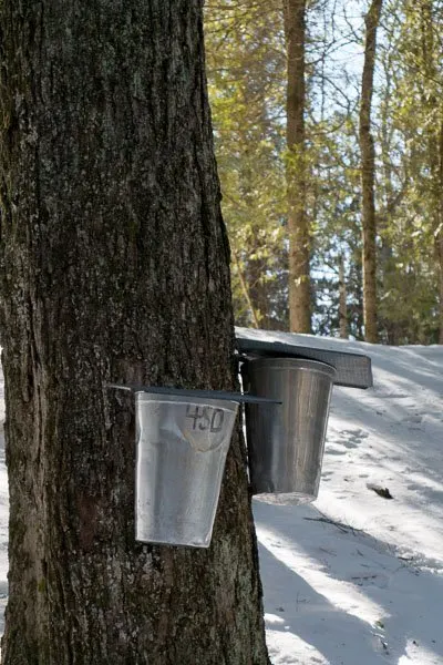 Modern buckets for collecting Maple tree sap at Ganaraska Forest Centre in Port Hope, Ontario