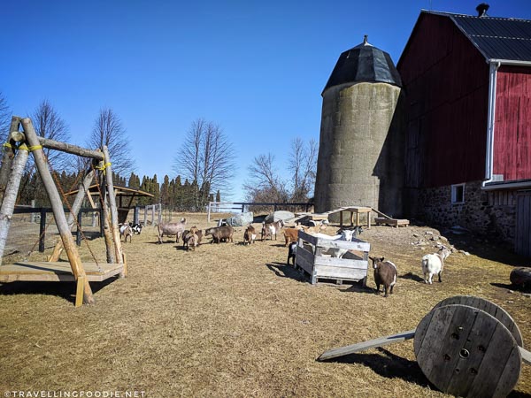 Haute Goat Farm in Port Hope, Ontario
