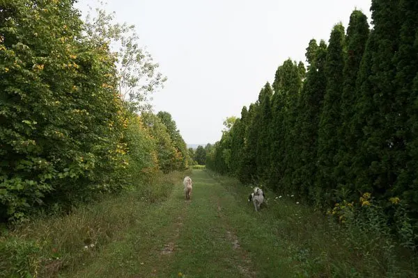 Doggy trail at Haute Goat Farm in Port Hope, Ontario