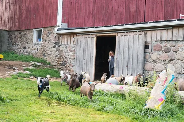 Goats getting released at Haute Goat Farm in Port Hope, Ontario