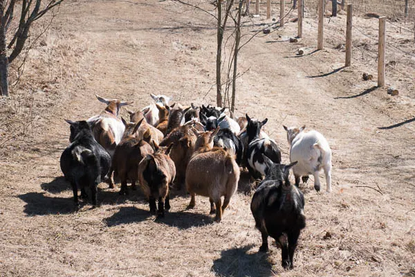 Running goats at Haute Goat Farm in Port Hope, Ontario