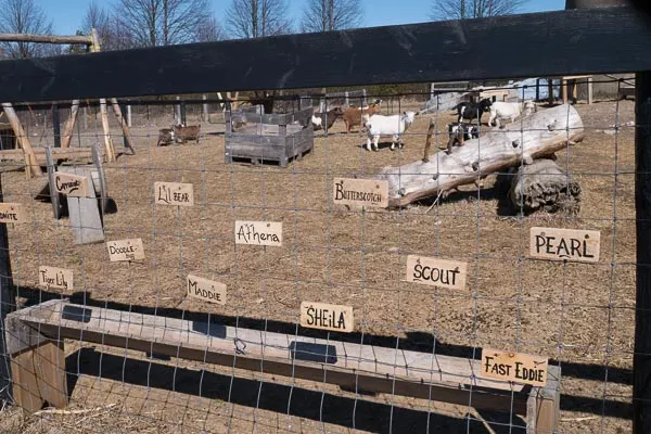 Name tags at Haute Goat Farm in Port Hope, Ontario