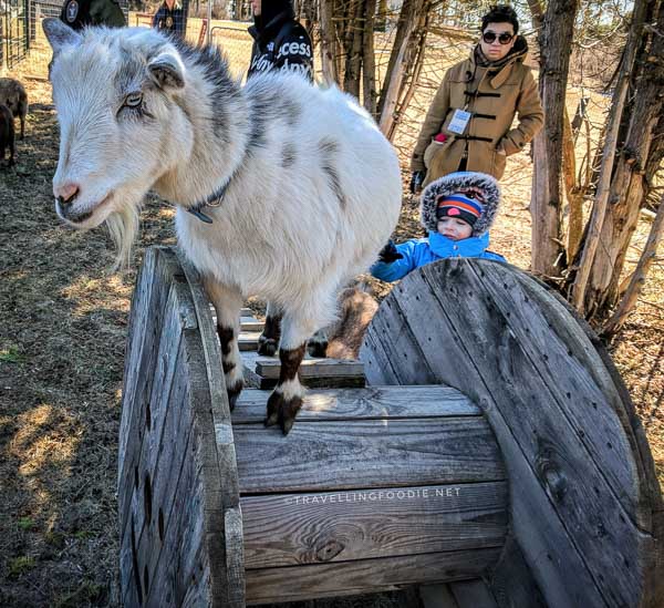 Proud goat at Haute Goat Farm in Port Hope, Ontario