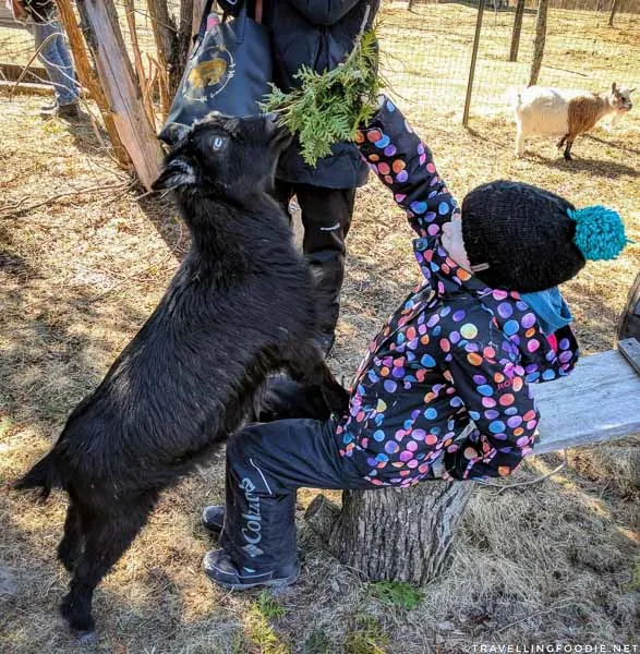 Feeding frenzy at Haute Goat Farm in Port Hope, Ontario