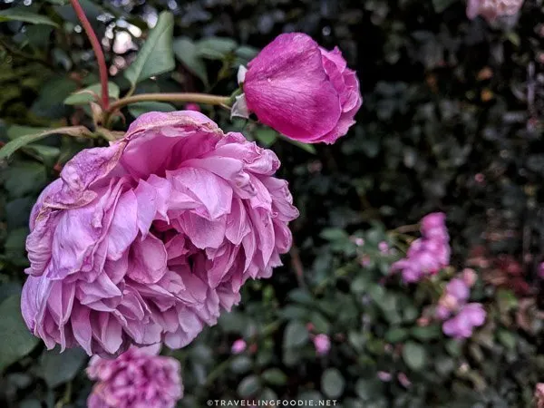 Pink Rose at International Rose Test Garden in Portland, Oregon