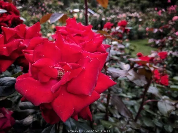 Red Rose at International Rose Test Garden in Portland, Oregon