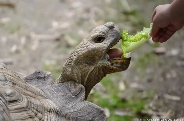 Tortoise feeding at Smooth Waters Wildlife Park in West Volusia, Florida