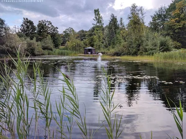 Pond with mini hut for massage at Spa Eastman in Eastern Townships, Quebec