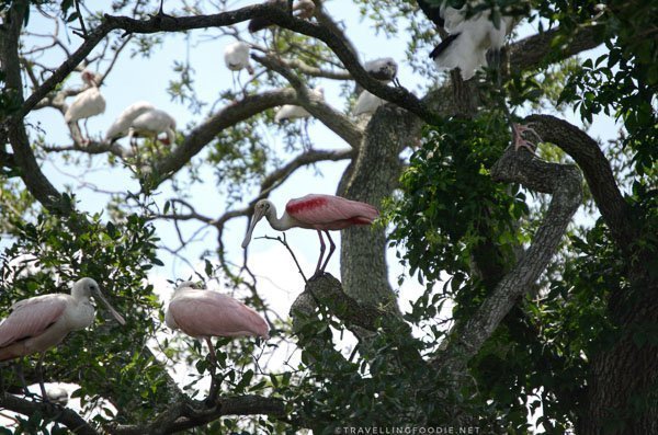 Roseate Spoonbill and other birds at the Rookery