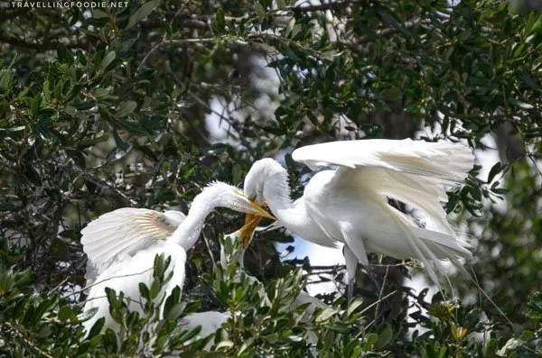 Great Egret bird feeding at St. Augustine Alligator Farm Zoological Park