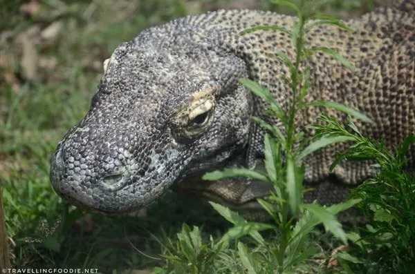 Komodo Dragon at St. Augustine Alligator Farm Zoological Park