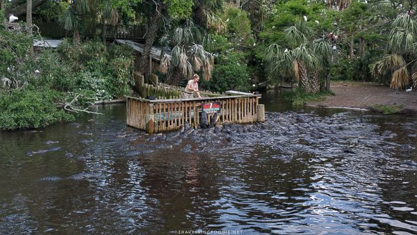 Alligators swarming for feeding at St. Augustine Alligator Farm Zoological Park, Florida