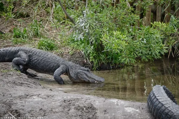 Alligator heading into pool