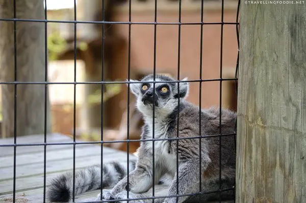 Ring-tailed lemur at St. Augustine Alligator Farm Zoological Park, St. Augustine, Florida