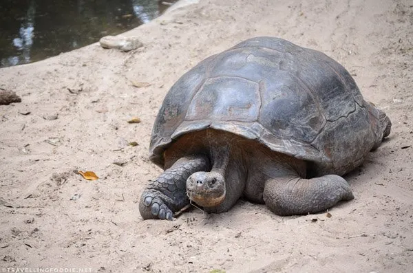 Tortoise at St. Augustine Alligator Farm Zoological Park, St. Augustine, Florida