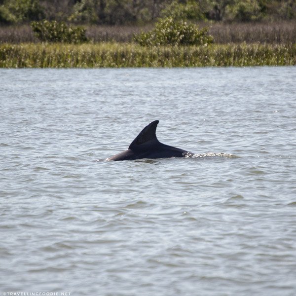 Dolphins in St. Augustine