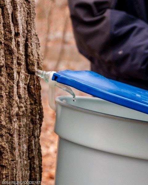 Maple sap dripping into collection bucket at Richardson's Farm and Market in Dunnville, Haldimand County, Ontario