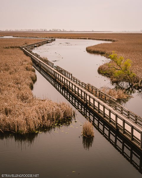 Marsh Boardwalk at Point Pelee National Park in Leamington, Ontario
