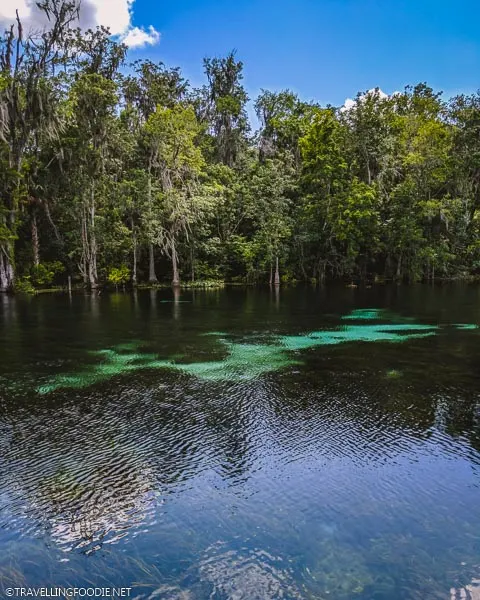 Silver River at Silver Springs State Park in Ocala, Florida