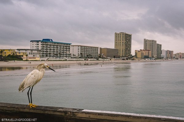 Bird at Sunglow Pier in Daytona Beach, Florida