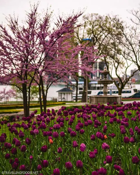 Tulips, trees and fountain at Windsor Riverfront in Ontario