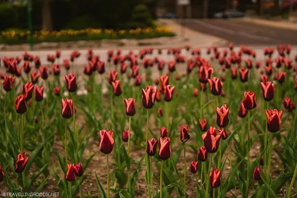 Tulip Bulbs at Riverfront Trail in Windsor, Ontario